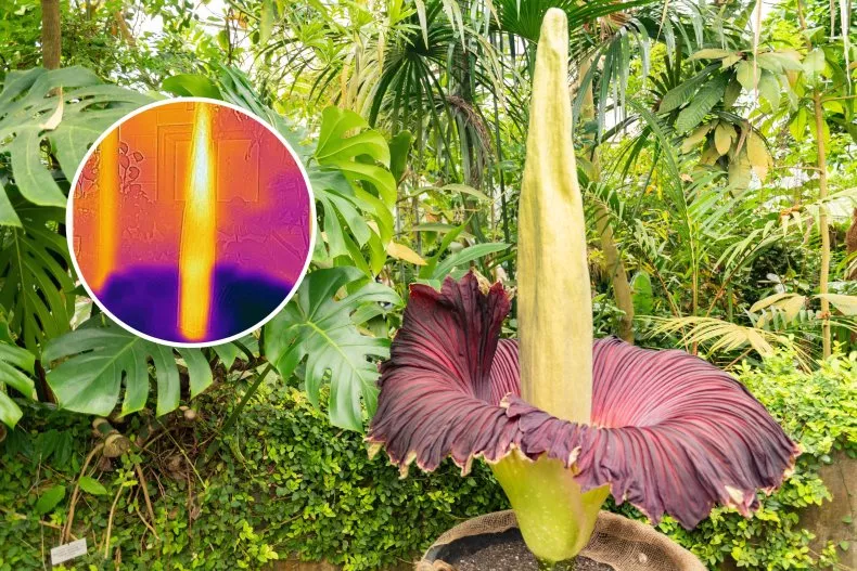 Corpse Flower: Scientists Reveal the Secrets of the World’s Smelliest Plant